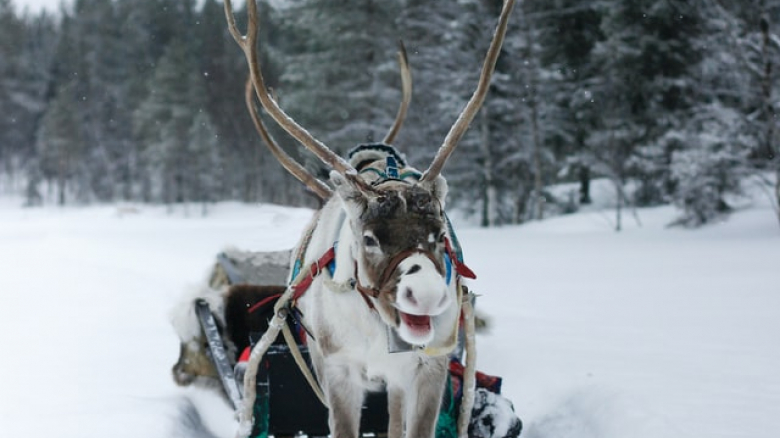 Ruby Snowcarol and The Annual Reindeer Games